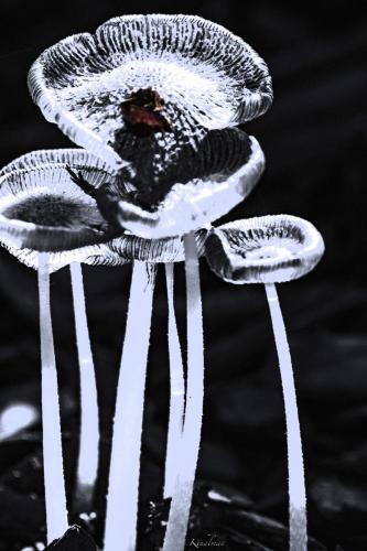 Abstract Fungi by Kathy Thalman