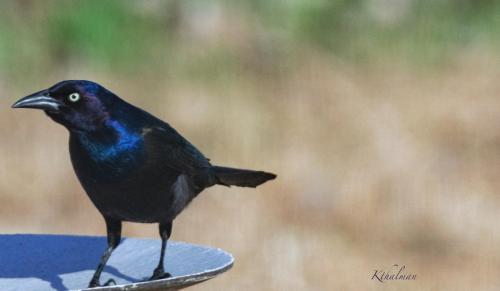Blackbird or Grackle by Kathy Thalman