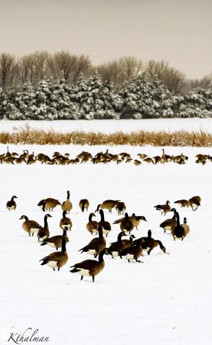 Bowling for geese! Elgin in the snow by Kathy Thalman