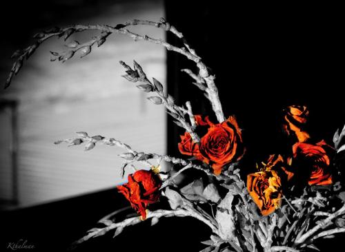Dried Roses by Kathy Thalman