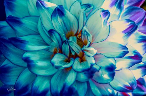 Flower 01 by Kathy Thalman