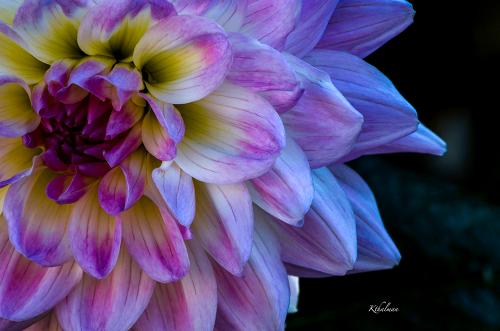 Flower 03 by Kathy Thalman