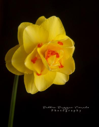 Flower by Debbie Duggar