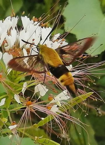 Humming bird moth by Jodie Gisinger