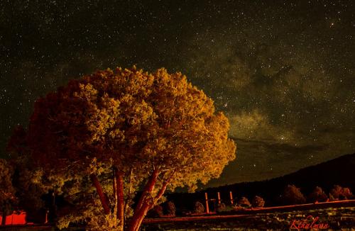 Light Painting - A tree at McDonald Observatory in Fort Davis, TX by Kathy Thalman