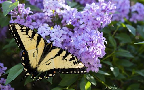 Lilac and Butterfly by Kathy Thalman