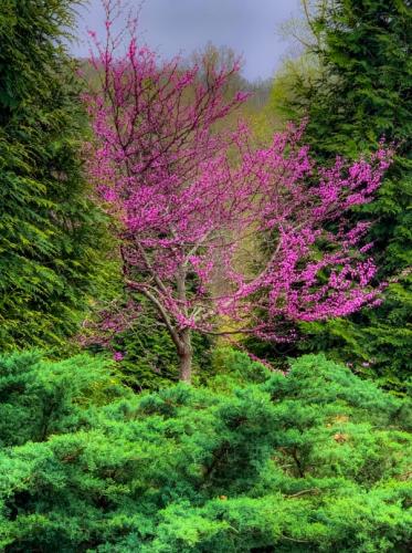 Redbud tree by Suzanne Harper-Morgan
