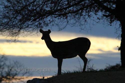 Silhouette of a deer by Richard Taylor