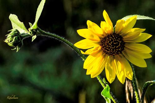 Sunflower and Bud by Kathy Thalman