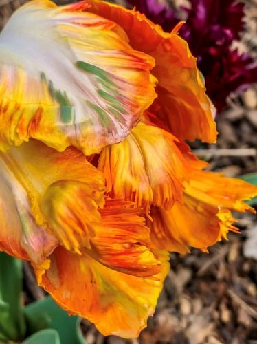 Tulips 1 by Suzanne Harper-Morgan