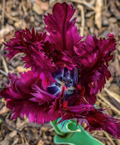Tulips 3 by Suzanne Harper-Morgan