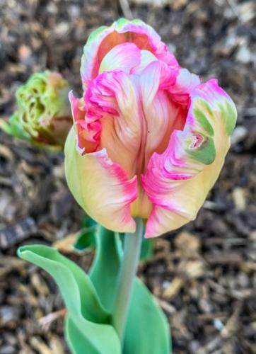 Tulips 4 by Suzanne Harper-Morgan